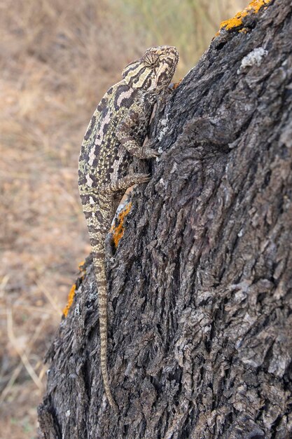 Caméléon commun ou caméléon méditerranéen Chamaeleo chamaeleon Malaga Espagne