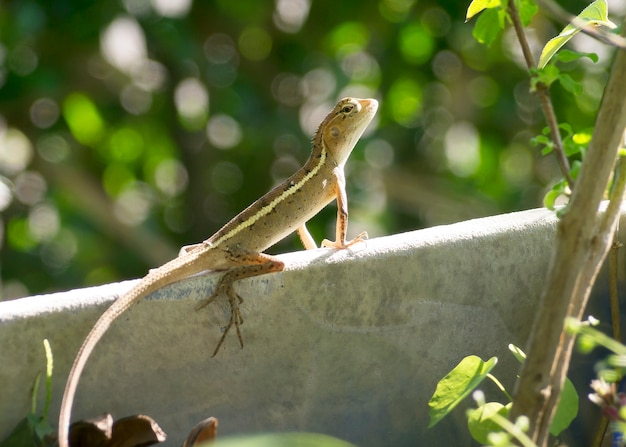 Caméléon dans le jardin