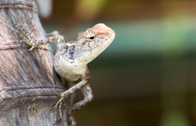 Le caméléon dans la nature