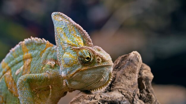 Un caméléon est assis sur un rondin avec sa tête inclinée sur le côté