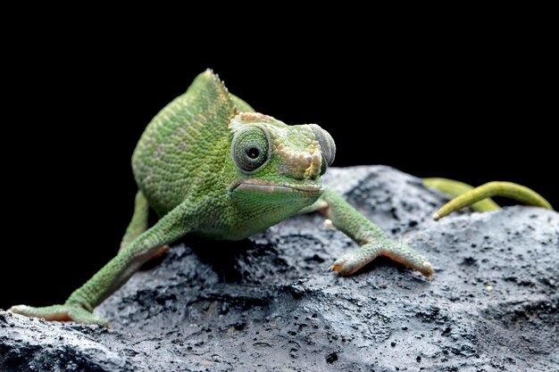 Caméléon femelle fischer gros plan sur la pierre