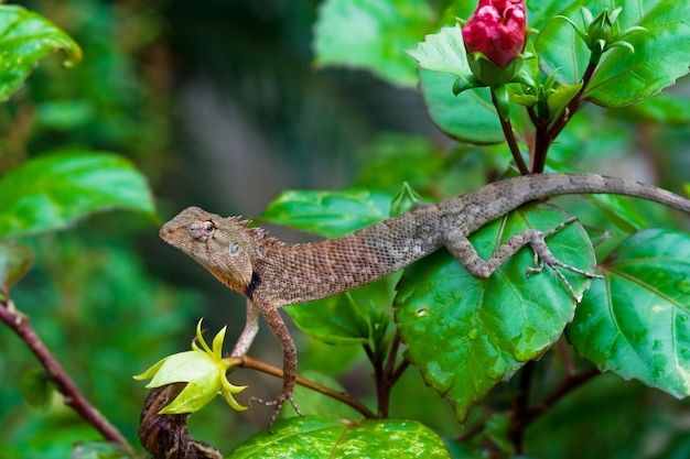 Caméléon sur les feuilles d&#39;Asie