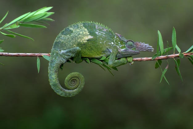 Caméléon Fischer accroché à un arbre