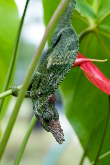 Caméléon Fischer accroché à un arbre