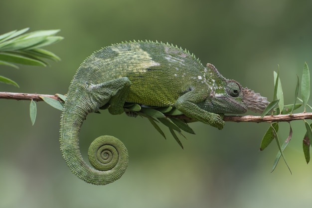 Caméléon Fischer accroché à un arbre