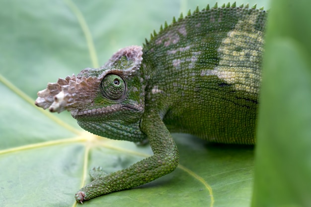 Caméléon Fischer en gros plan photos