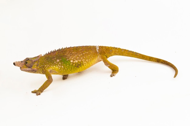 Caméléon Fischer Kinyongia fischeri isolé sur fond blanc