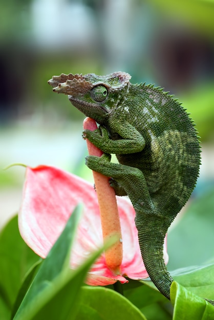 Caméléon Fischer perché sur une branche