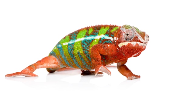 Caméléon Furcifer Pardalis - Ambilobein avant sur un blanc isolé