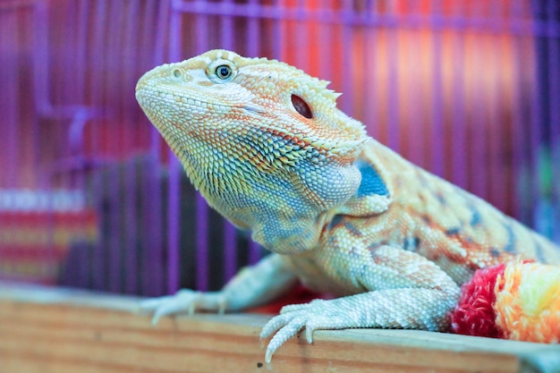 Caméléon ou Iguana.