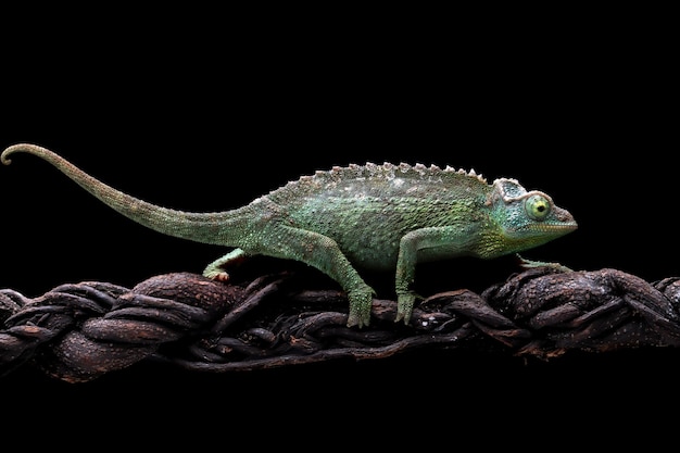 Caméléon jackson femelle marchant sur une branche avec un fond noir Caméléon jackson femelle sur une branche