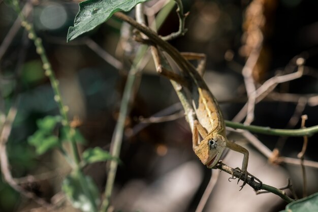 Caméléon jaune sur les branches