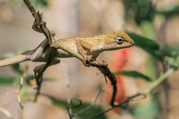 Caméléon jaune sur les branches