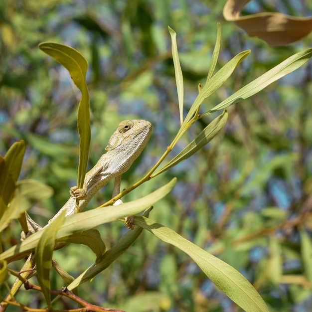 Le caméléon jaune est assis sur une branche d'arbre avec un regard fier et arrogant Wildlife selective focusxA