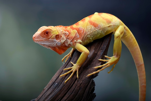 Un caméléon jaune est perché sur une branche