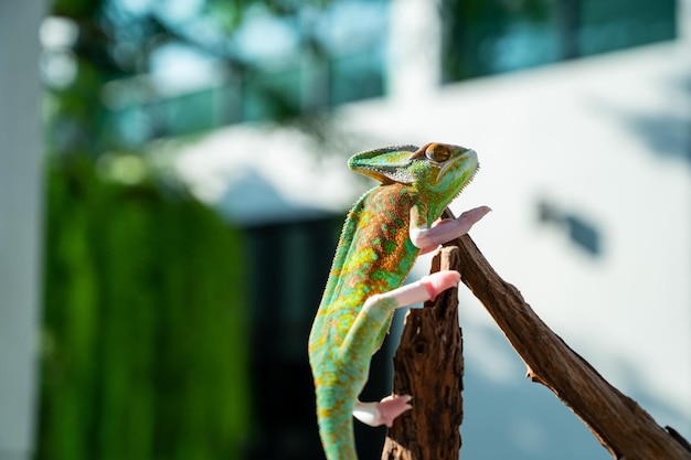 Caméléon lézard avec arrière-plan flou