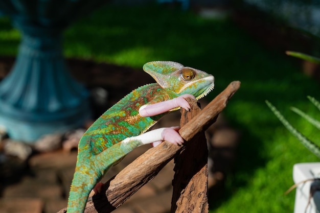 Caméléon lézard avec arrière-plan flou