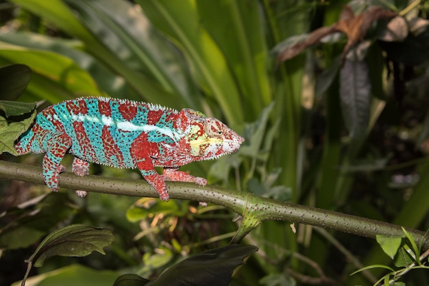 Caméléon de Madagascar sur un fond d'arbre