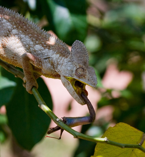 Le caméléon mange des insectes. Fermer. Madagascar.