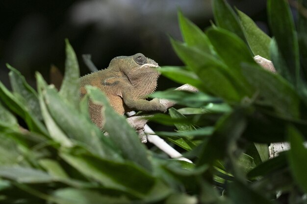 Caméléon panthère sur un arbre