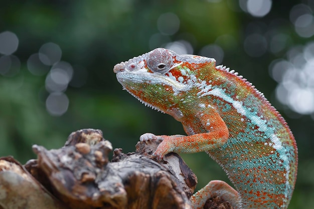 Caméléon panthère marchant sur l'herbe