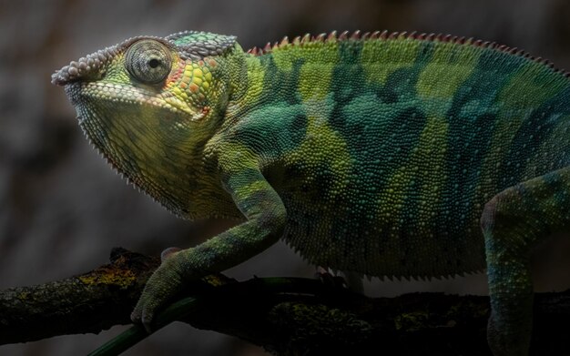 Le caméléon panthère