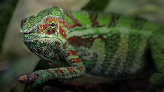 Le caméléon panthère