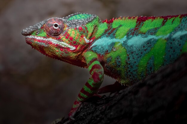 Le caméléon panthère