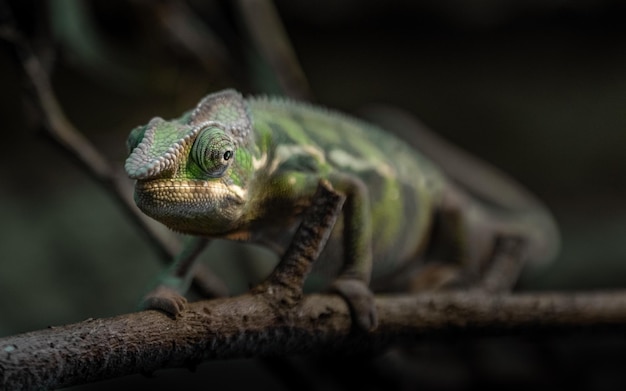 Caméléon panthère