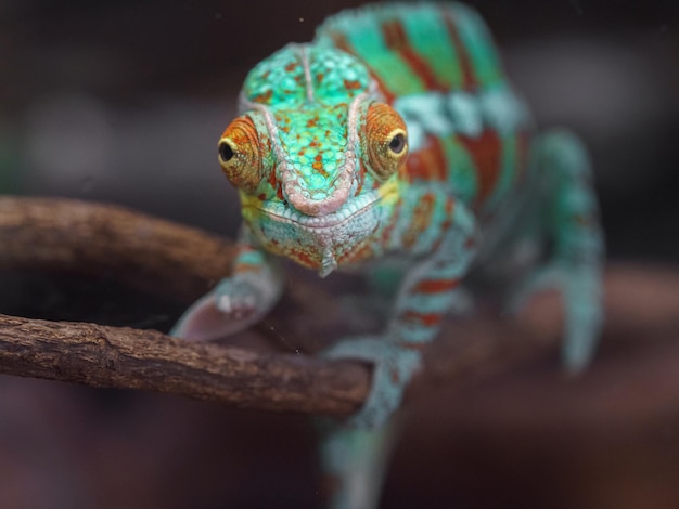 Photo caméléon panthère