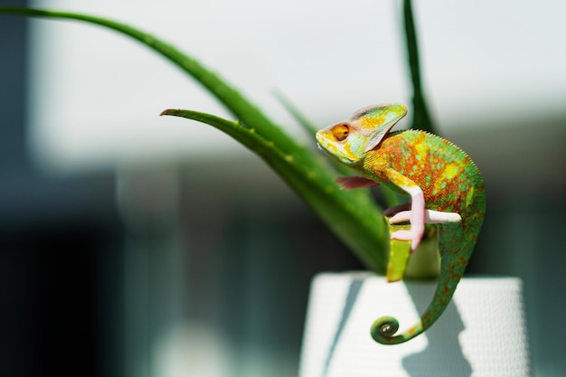 Caméléon avec prédateur d'arrière-plan flou