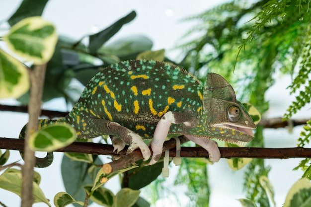 Caméléon avec prédateur d'arrière-plan flou