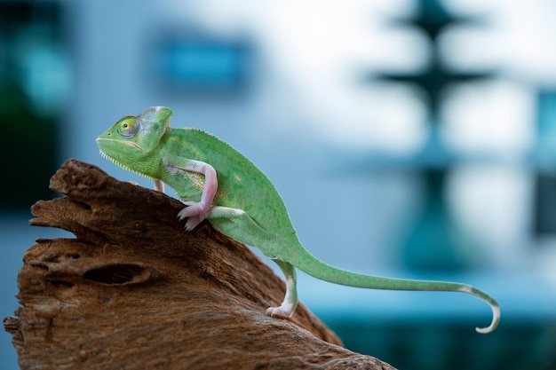 Caméléon avec prédateur d'arrière-plan flou