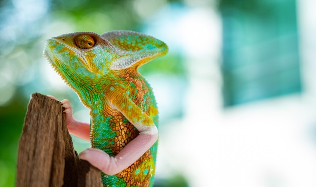 Caméléon avec prédateur d'arrière-plan flou