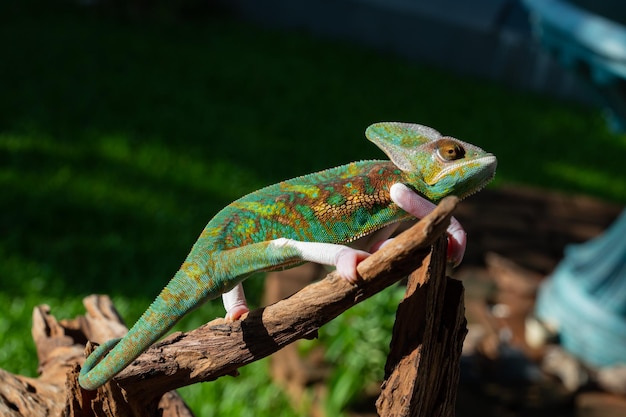 Caméléon avec prédateur d'arrière-plan flou