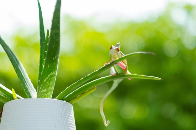 Caméléon avec prédateur d'arrière-plan flou