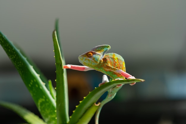 Caméléon avec prédateur d'arrière-plan flou