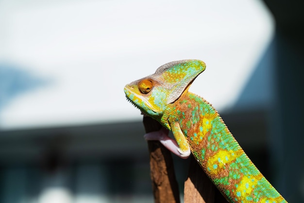 Caméléon avec prédateur d'arrière-plan flou