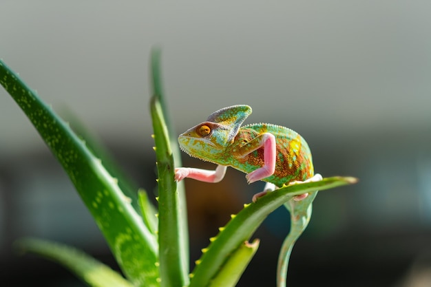 Caméléon avec prédateur d'arrière-plan flou