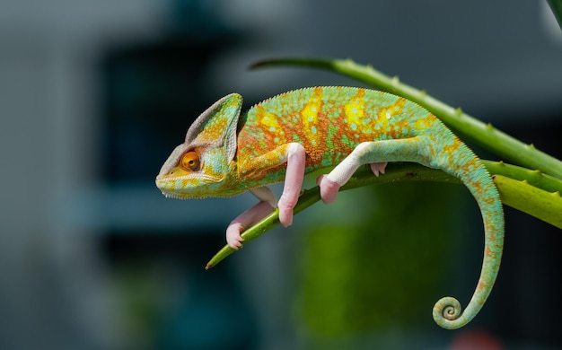 Caméléon avec prédateur d'arrière-plan flou