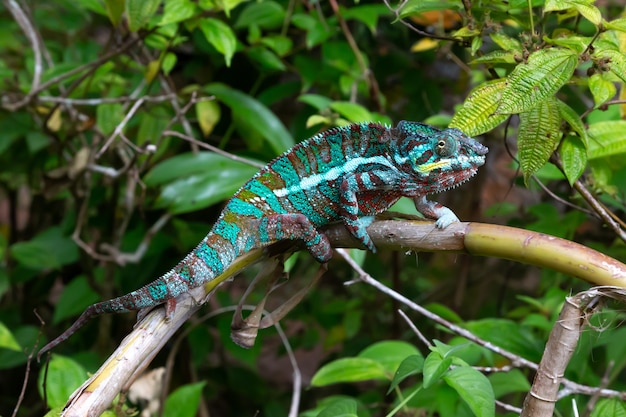 Un caméléon se déplace le long d'une branche dans une forêt tropicale à Madagascar