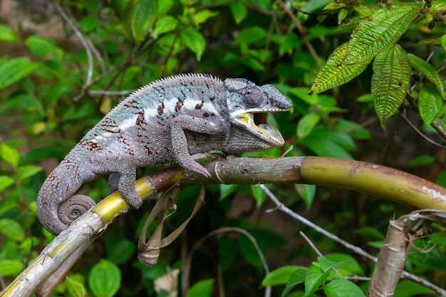 Un caméléon se déplace le long d'une branche dans une forêt tropicale à Madagascar