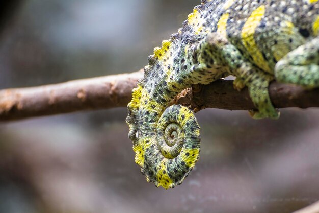 caméléon téléchargé sur une branche avec de belles couleurs vertes