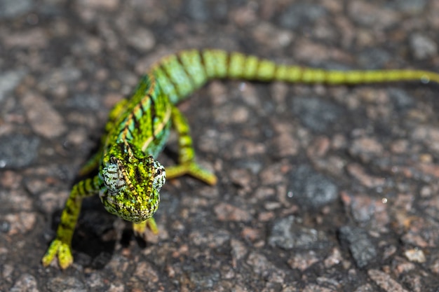 Caméléon vert sur l'asphalte