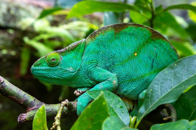 Caméléon vert sur une branche dans la nature