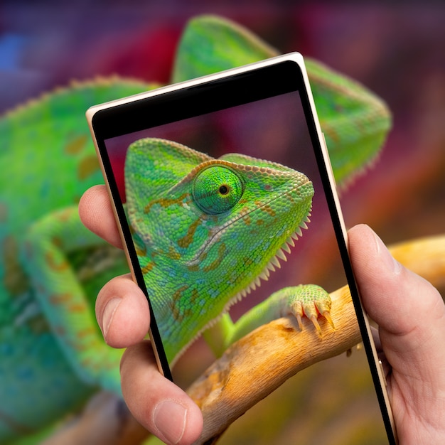 Caméléon vert sur l'écran du smartphone.