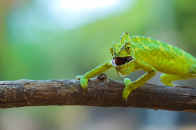 Caméléon vert Inde