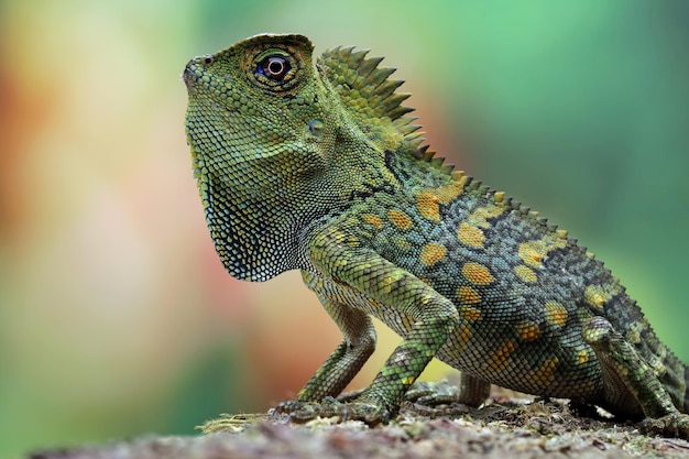 Un caméléon vert et jaune est assis sur une branche.