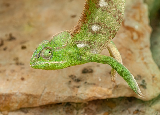 Photo caméléon vert suspendu au sommet sur un rocher