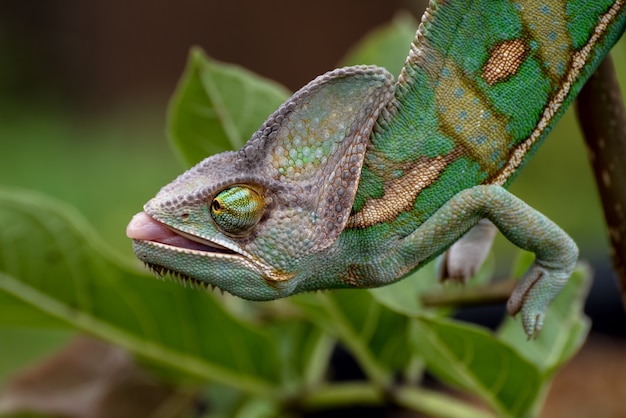 Caméléon voilé accroché à une branche